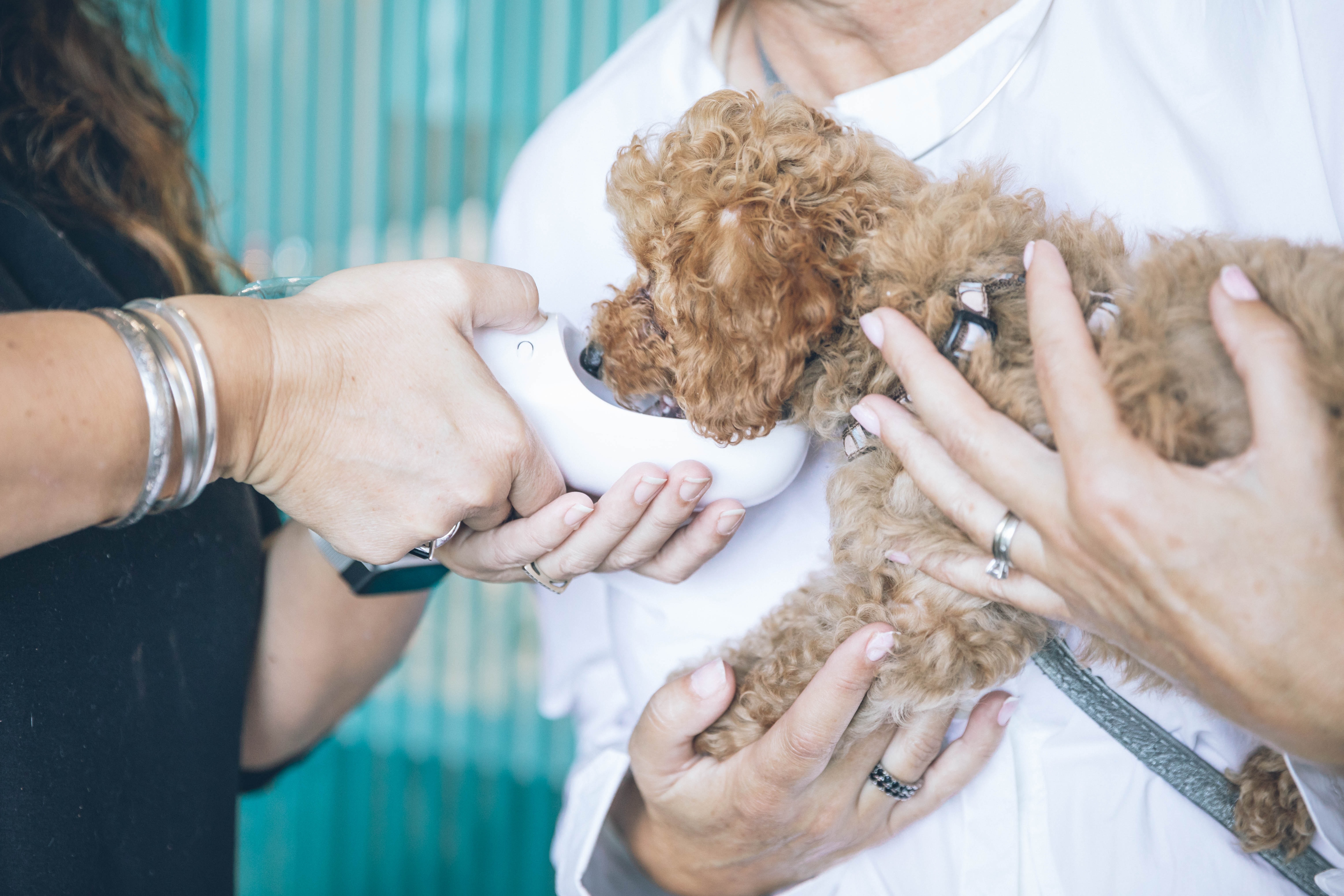 La venta de productos veterinarios en farmacias crece un 10%, según el Informe Pharmalive