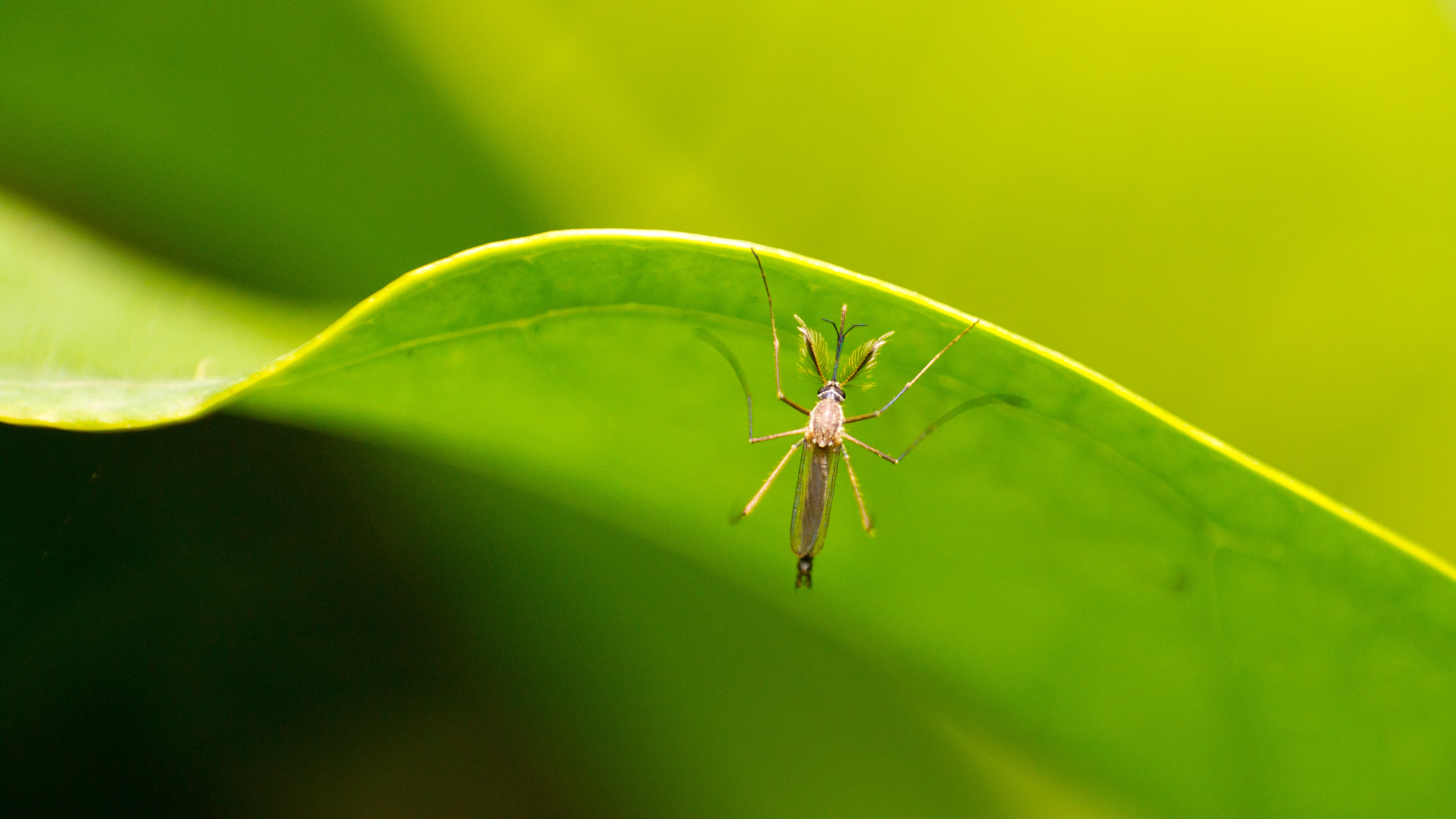 La venta de productos solares y antimosquitos se dispara tras el mayo más caluroso del siglo