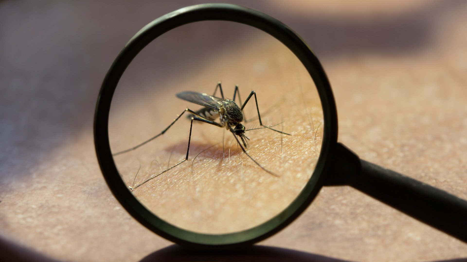 La venta de antimosquitos crece un 12% respecto a 2022