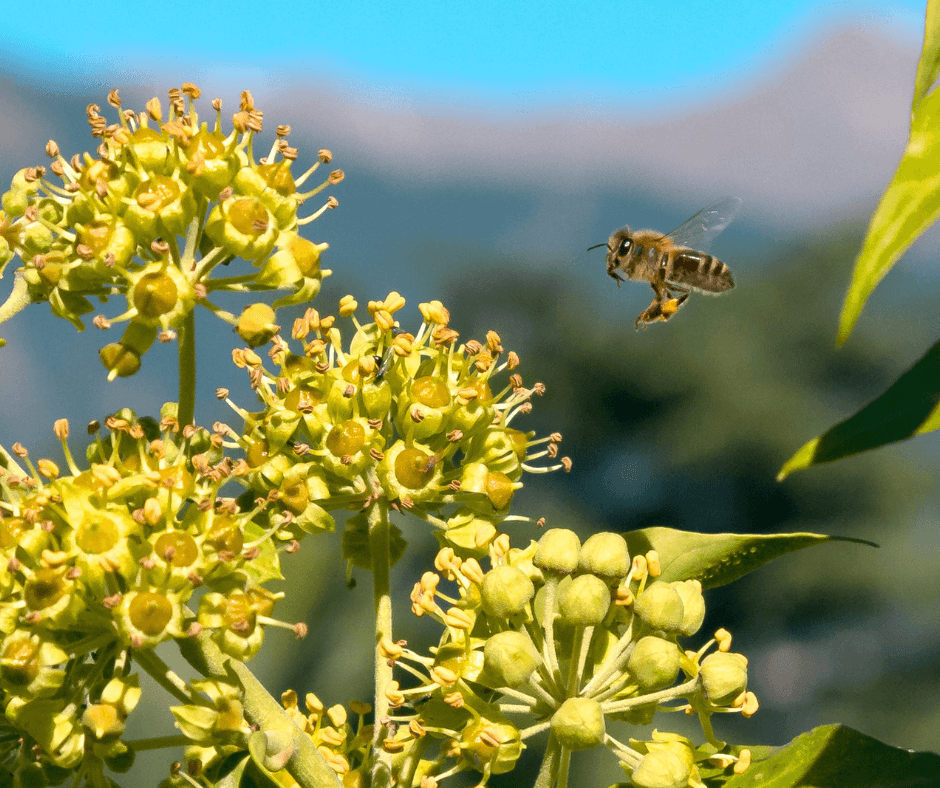 El aumento de los niveles de polen impulsa la venta  de los productos para la alergia en un 12%