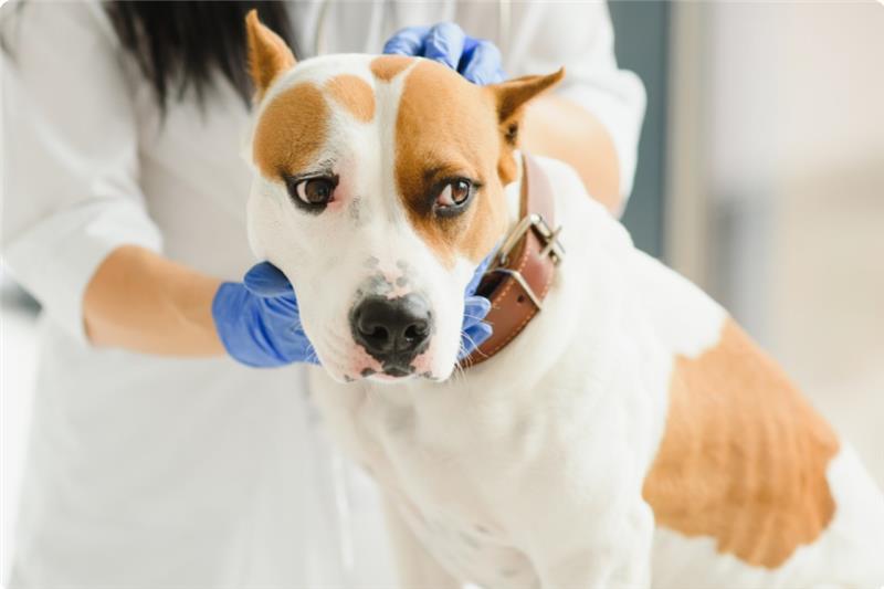 La farmacia comunitaria, apoyo en la cadena de cuidado de la salud animal